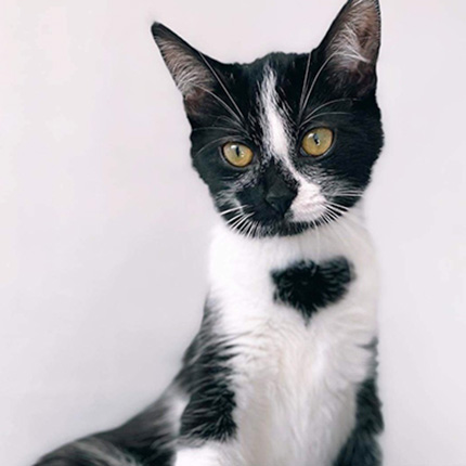 adoption