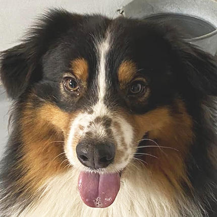 Bo
