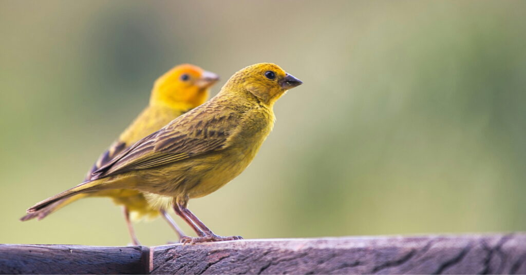 La cohabitation entre animaux domestiques et biodiversité
