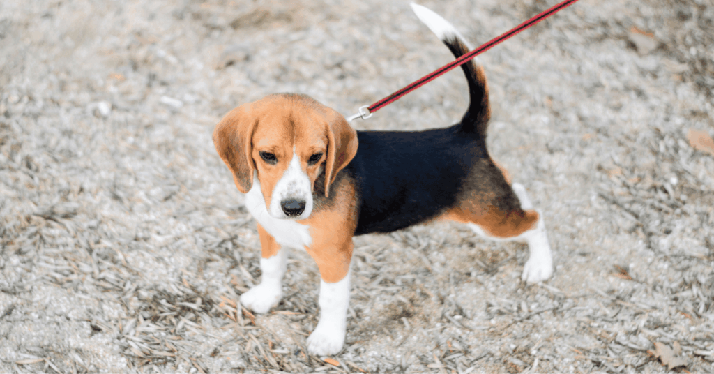 Une cohabitation harmonieuse : tenir son chien en laisse