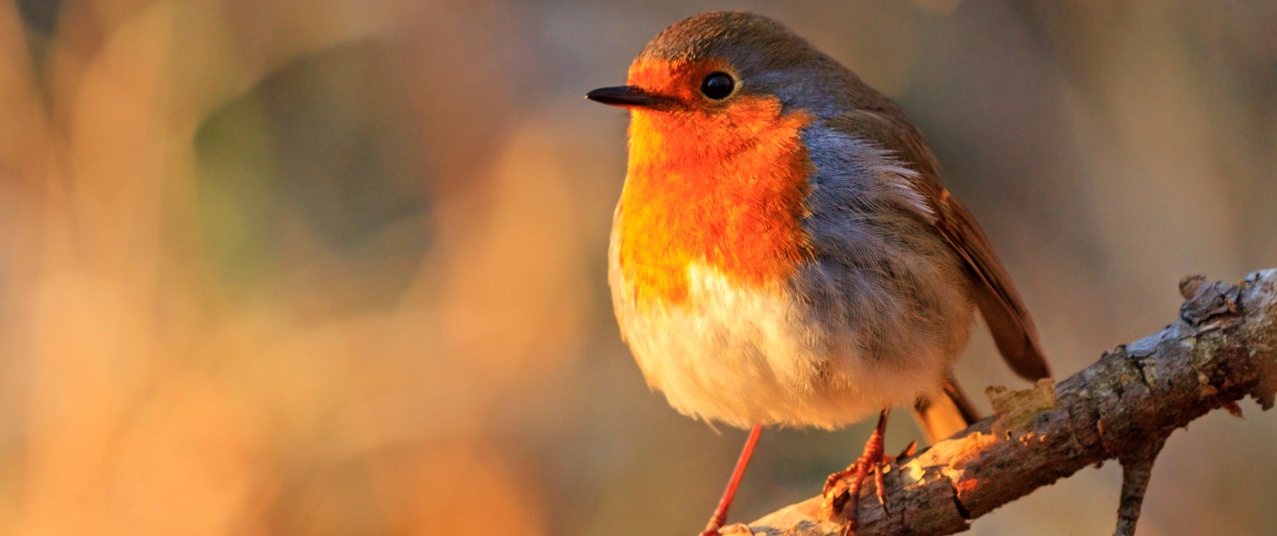 Faune, flore et animaux de compagnie : comment nos chiens et chats influencent la nature