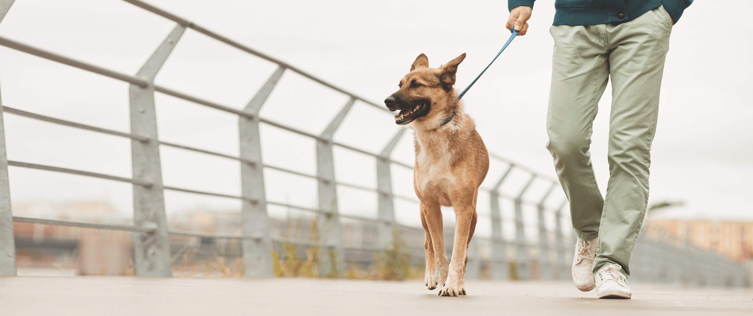 Le Chien dans la Ville : repenser la place du chien dans nos espaces urbains