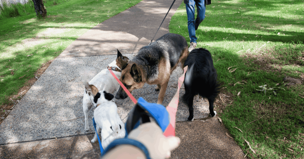 Le chien, acteur du vivre-ensemble urbain