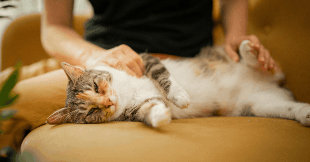 Une mobilisation nationale pour les chats