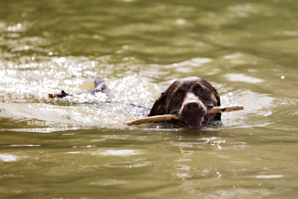 La Journée du Chien au Domaine d’Hélécine : une aventure inoubliable !