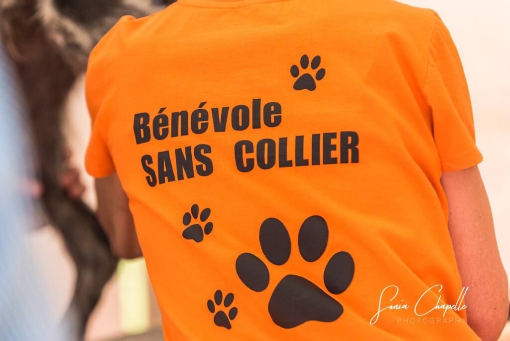 La Journée du Chien au Domaine d’Hélécine : une aventure inoubliable !