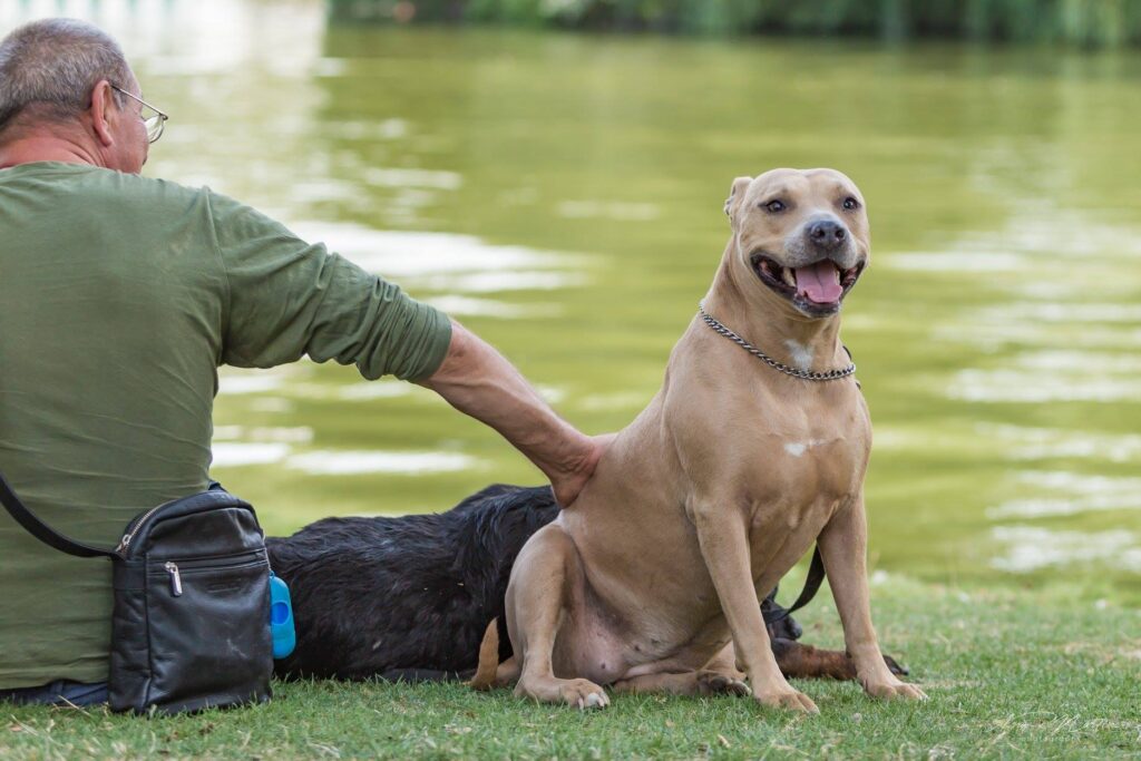 La Journée du Chien au Domaine d’Hélécine : une aventure inoubliable !
