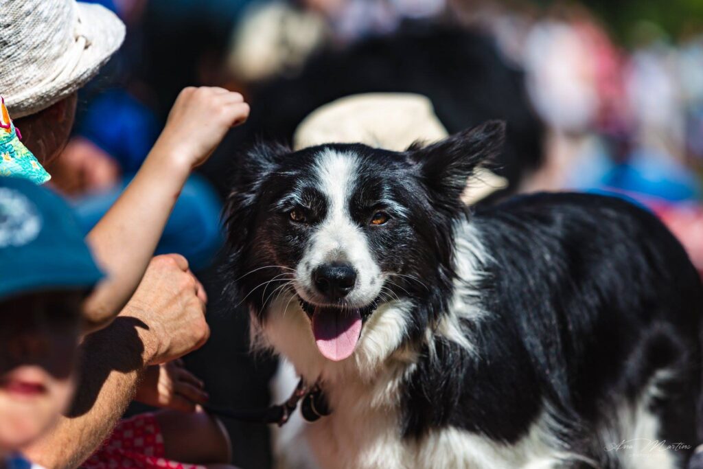 La Journée du Chien au Domaine d’Hélécine : une aventure inoubliable !