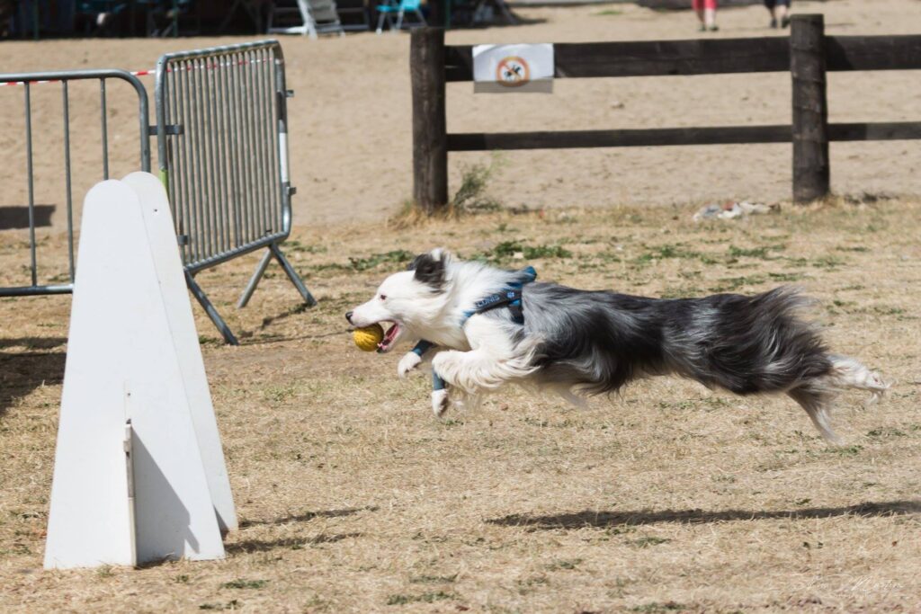 La Journée du Chien au Domaine d’Hélécine : une aventure inoubliable !