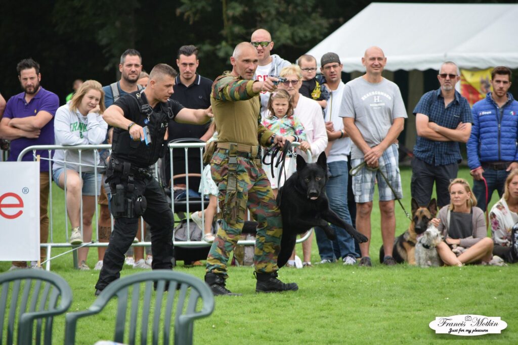 La Journée du Chien au Domaine d’Hélécine : une aventure inoubliable !