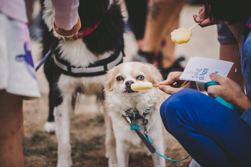 La Journée du Chien au Domaine d’Hélécine : une aventure inoubliable !