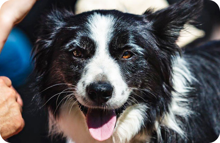 La journée du chien