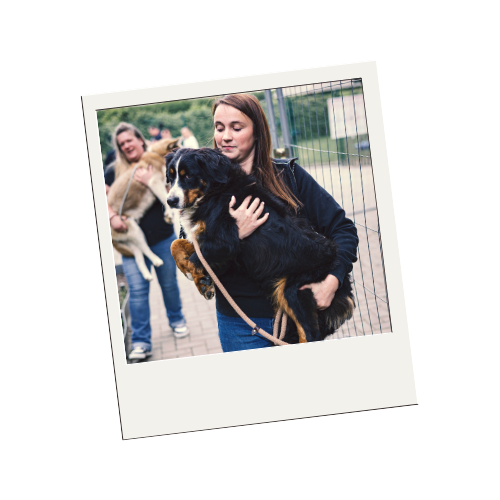 Comprendre le temps d’adaptation d’un animal adopté chez Sans Collier