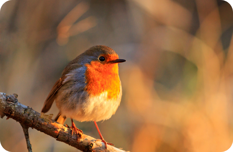 Faune, flore et animaux de compagnie