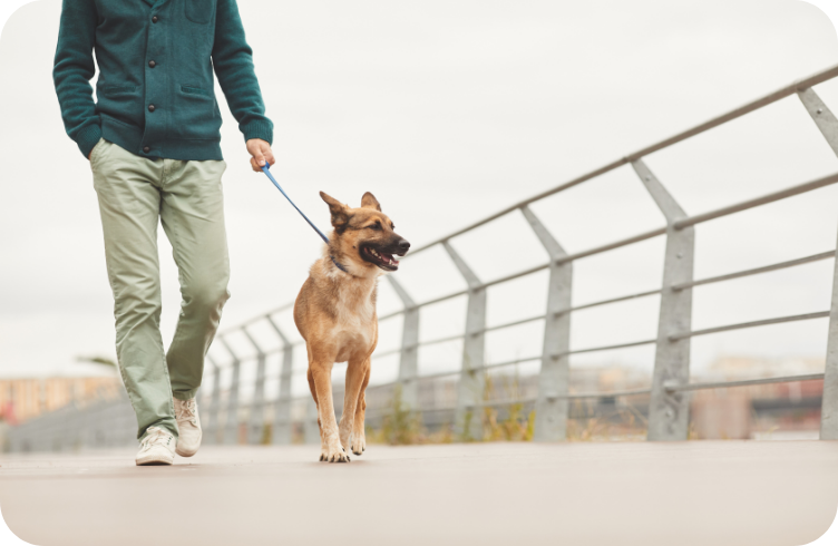 Le Chien dans la Ville