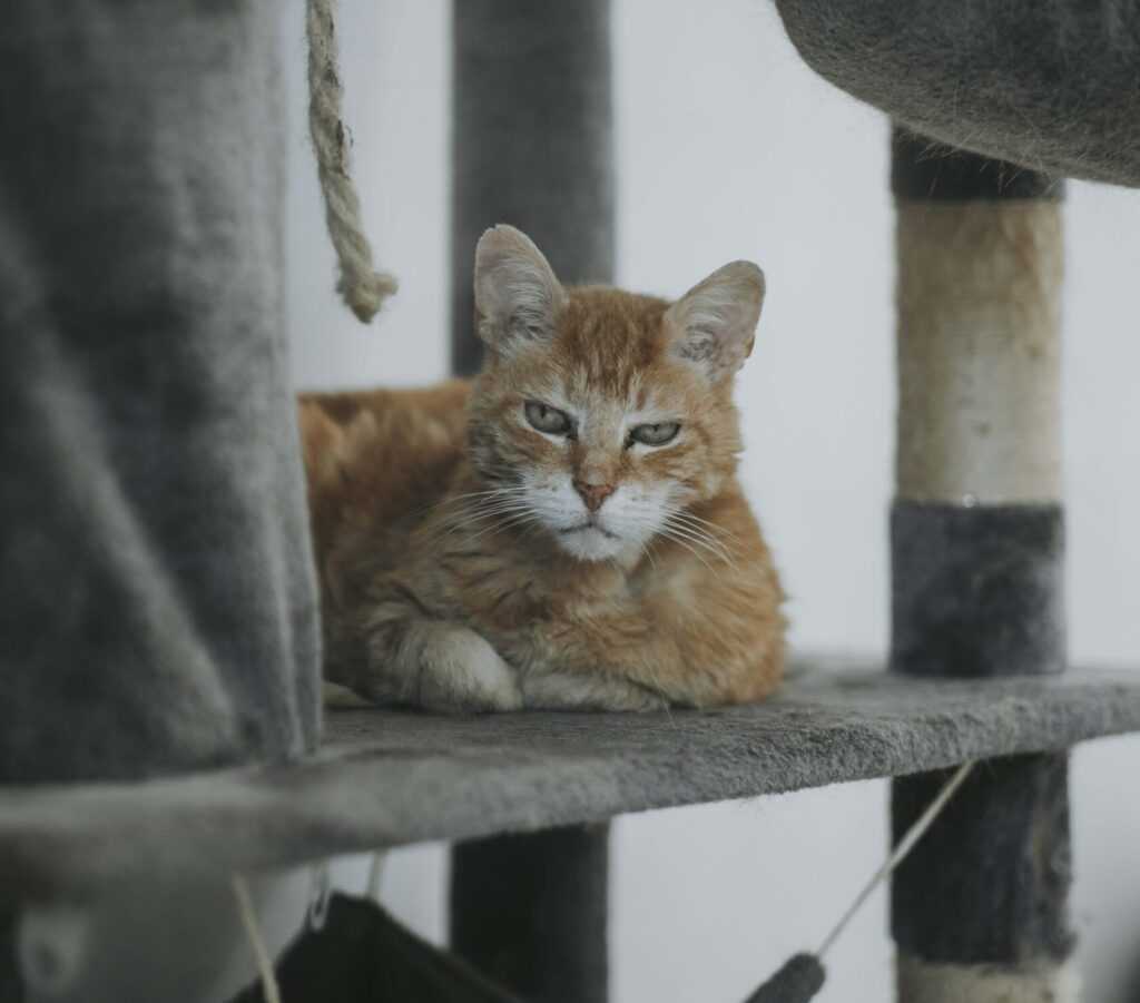 Vous souhaitez adopter un chat chez Sans Collier ?