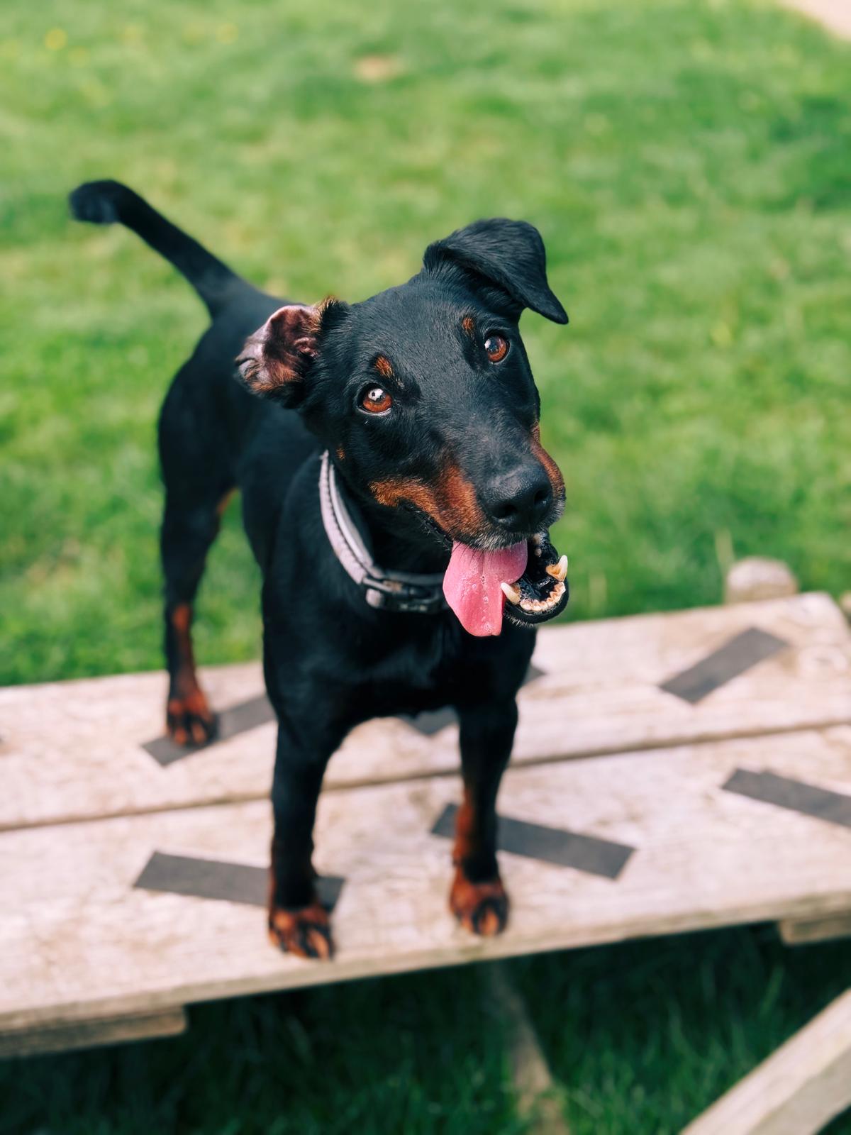 Yack, chien à l'adoption chez Sans Collier