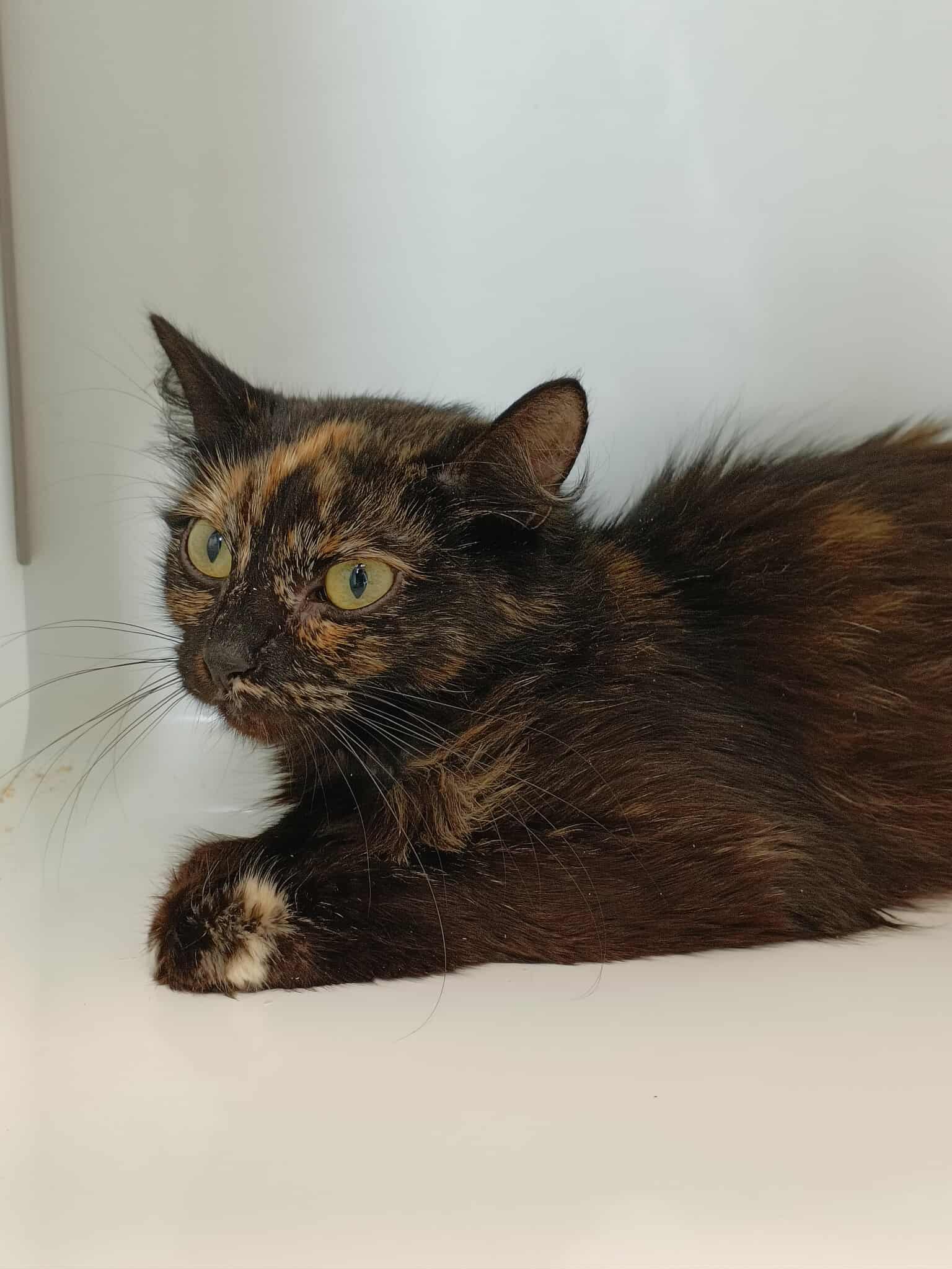 Romy 1, chat à l'adoption chez Sans Collier