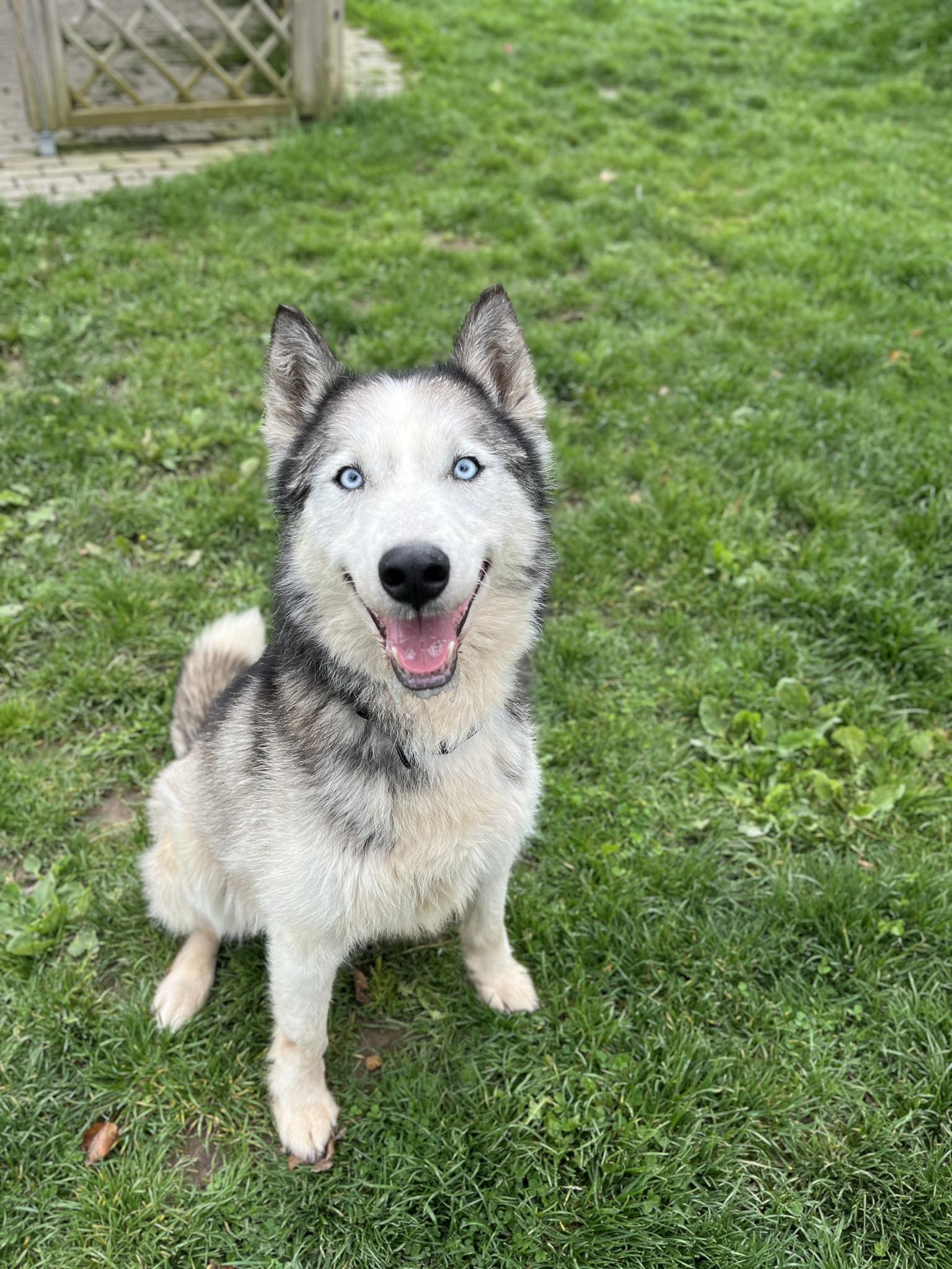 Blue, chien à l'adoption chez Sans Collier