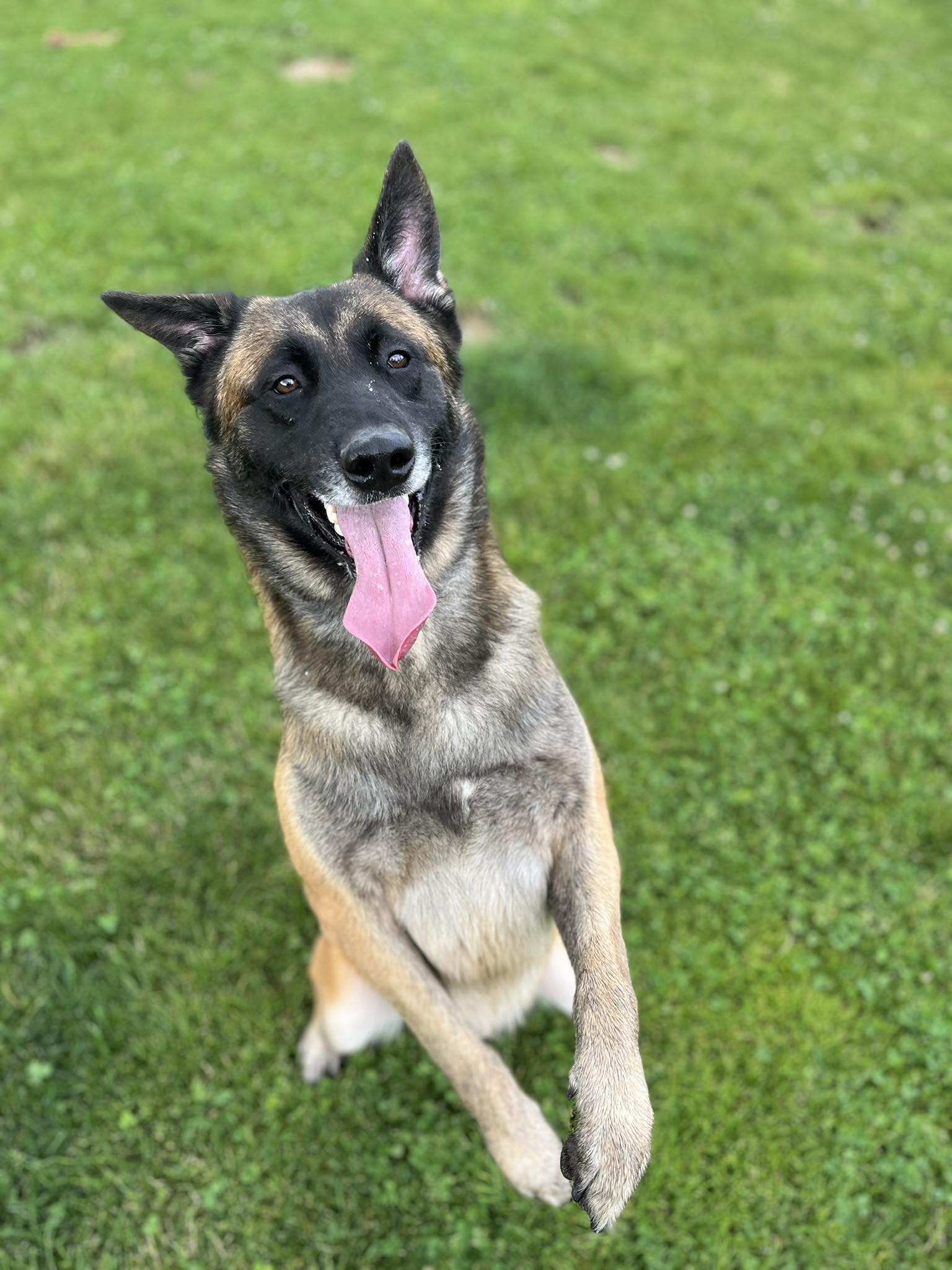 Marley, chien à l'adoption chez Sans Collier