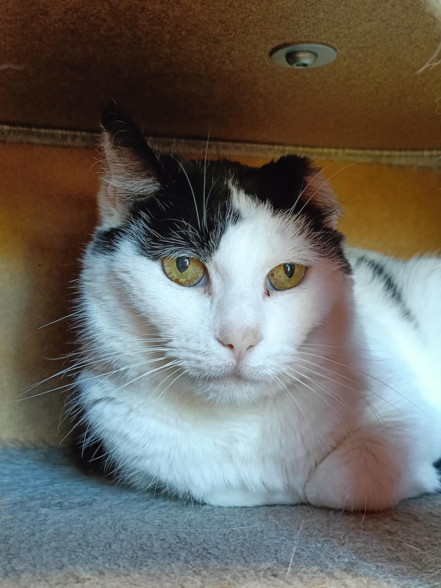 Vachette, chat à l'adoption chez Sans Collier