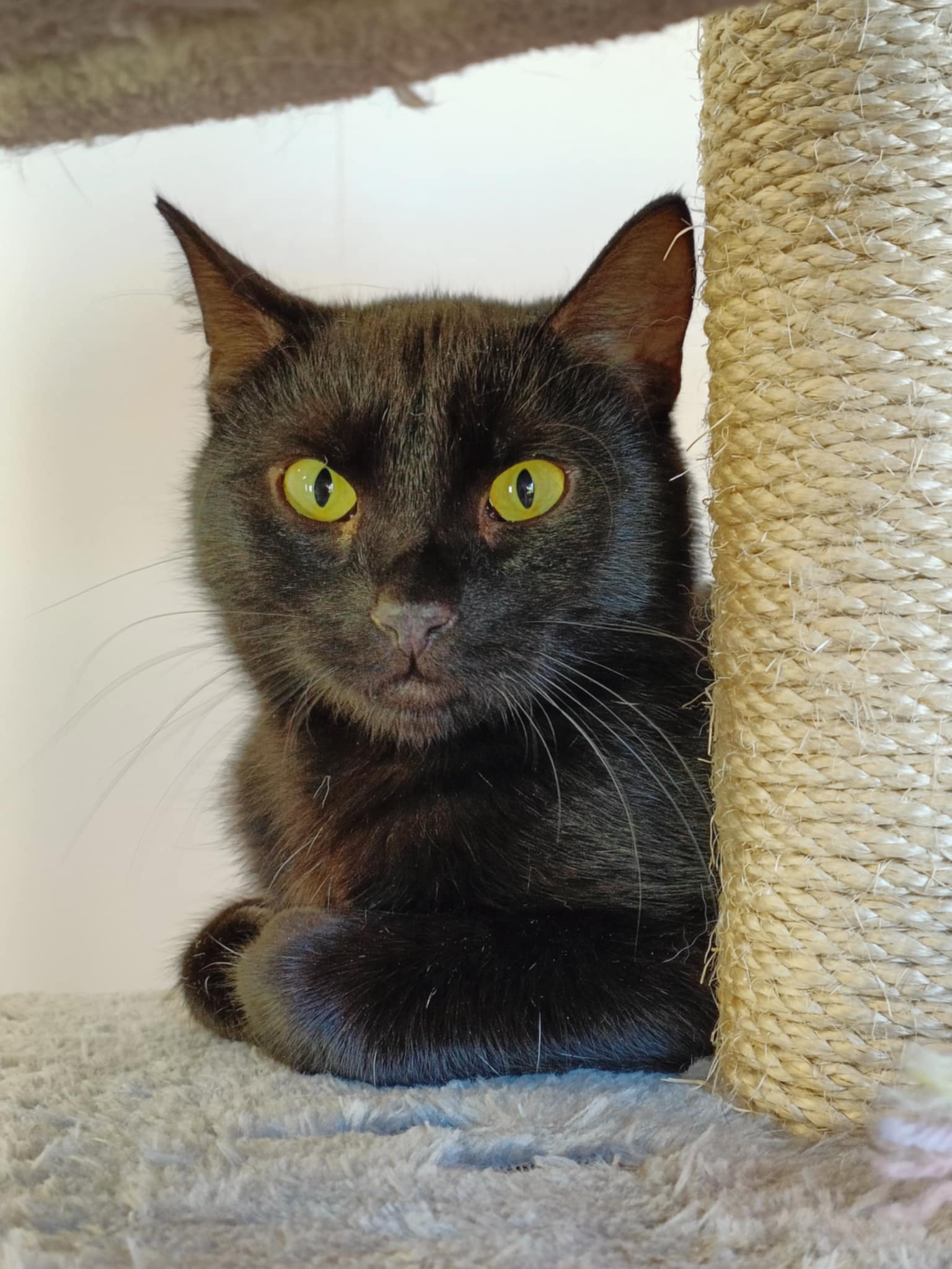 Philibert, chat à l'adoption chez Sans Collier
