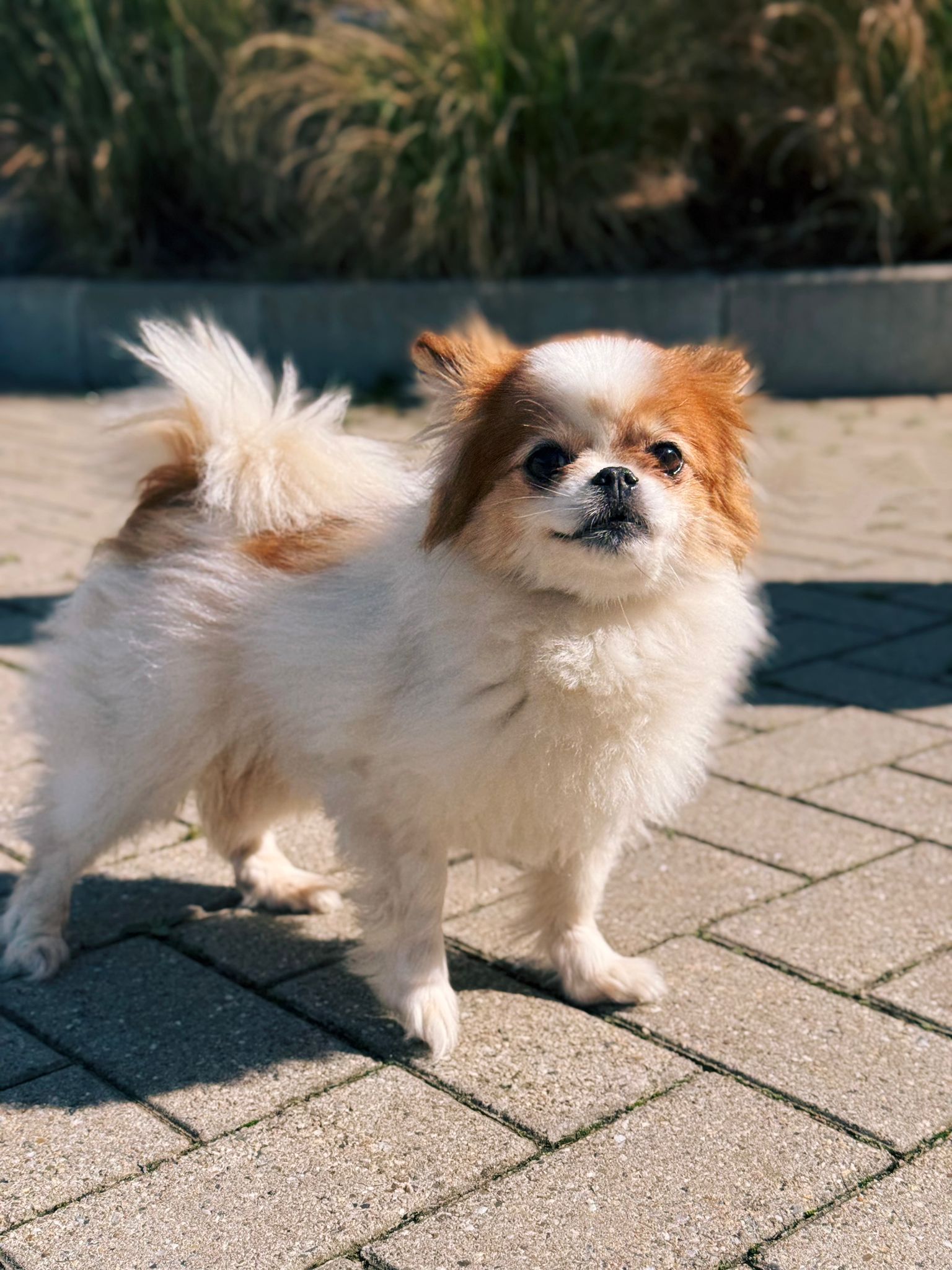 Zara, chien à l'adoption chez Sans Collier