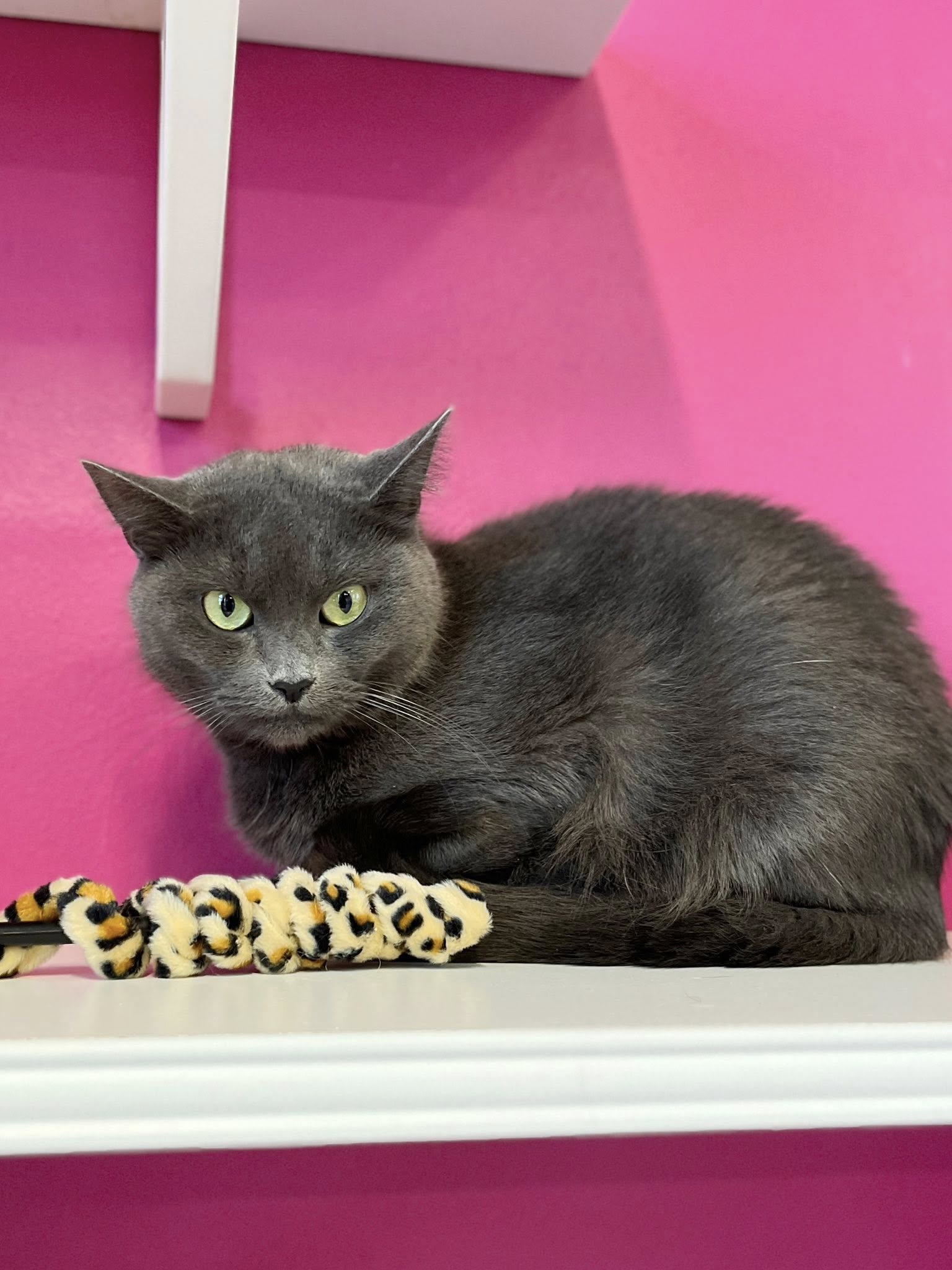 Chipie 1, chat à l'adoption chez Sans Collier