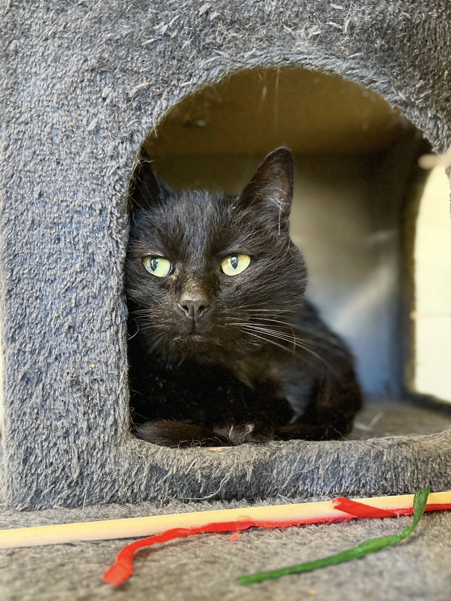 Gribouille, chat à l'adoption chez Sans Collier