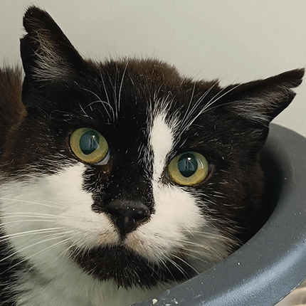 Andre, chat à l'adoption chez Sans Collier