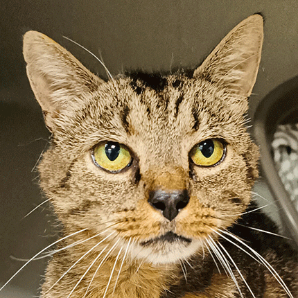 Baron, chat à l'adoption chez Sans Collier