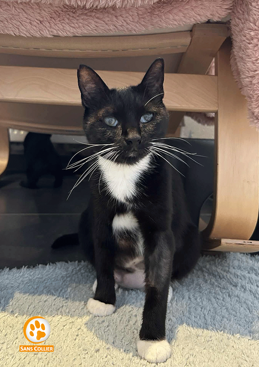 Batchata, chat à l'adoption chez Sans Collier