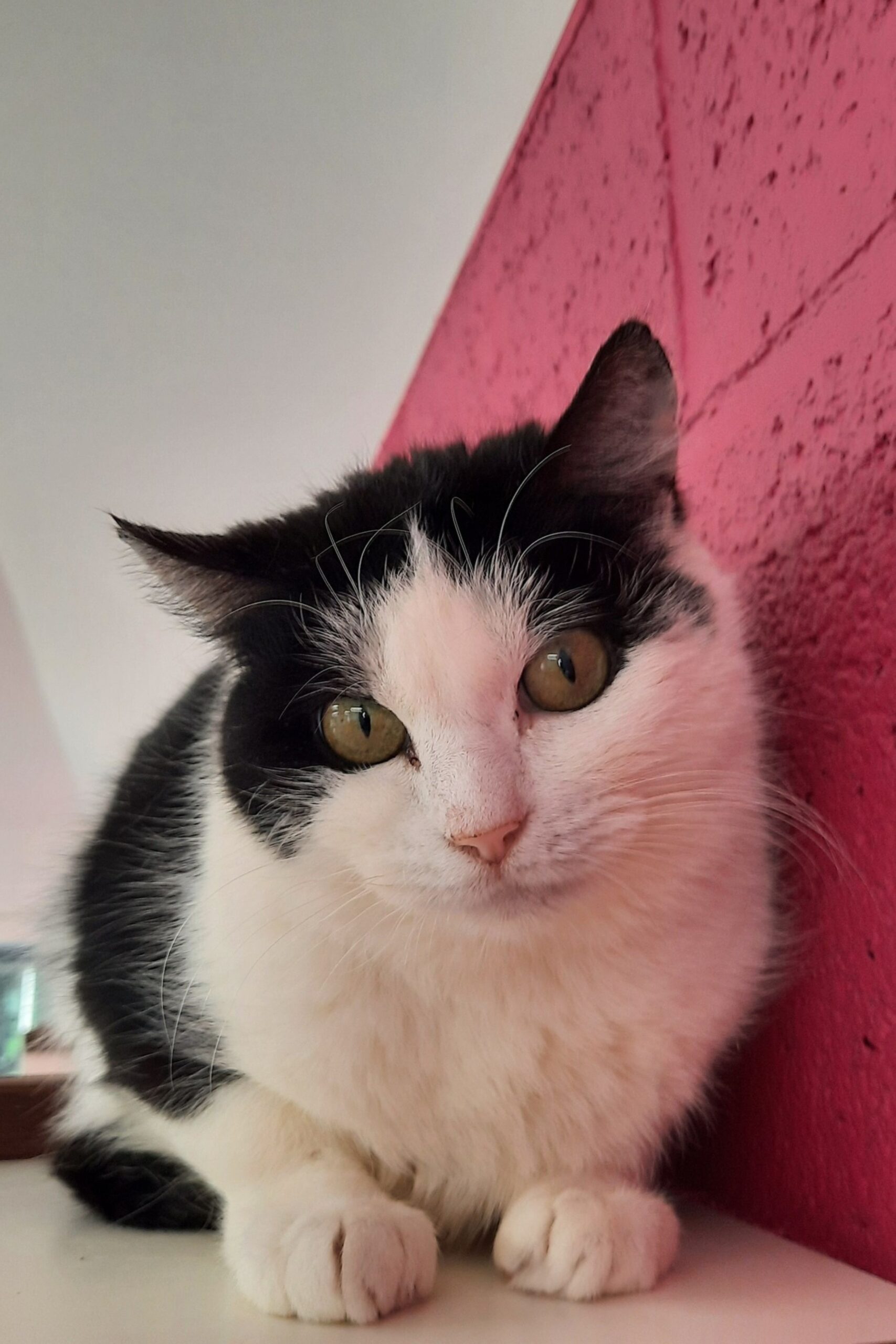 Brish, chat à l'adoption chez Sans Collier
