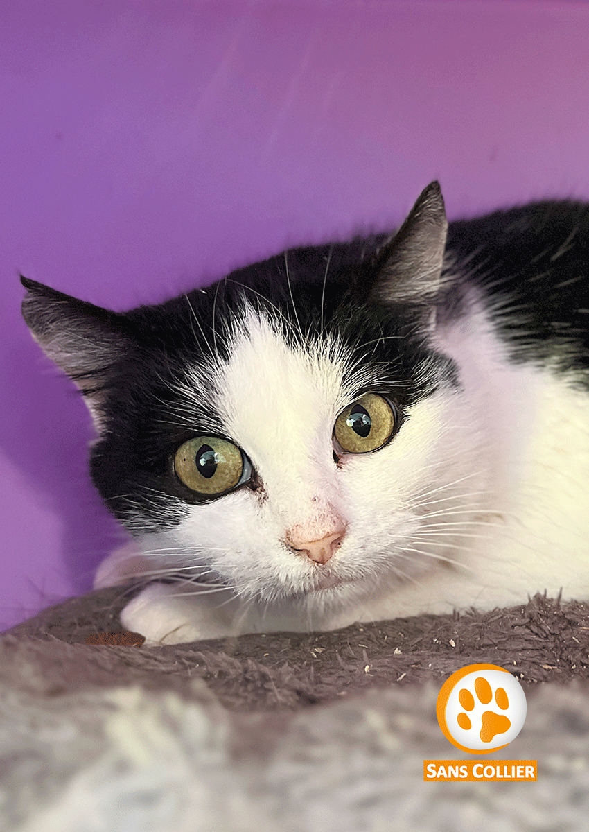 Brish, chat à l'adoption chez Sans Collier