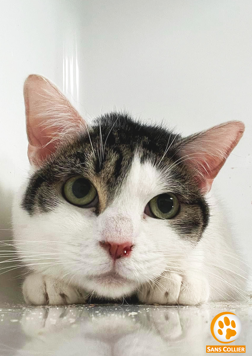 Cassie, chat à l'adoption chez Sans Collier