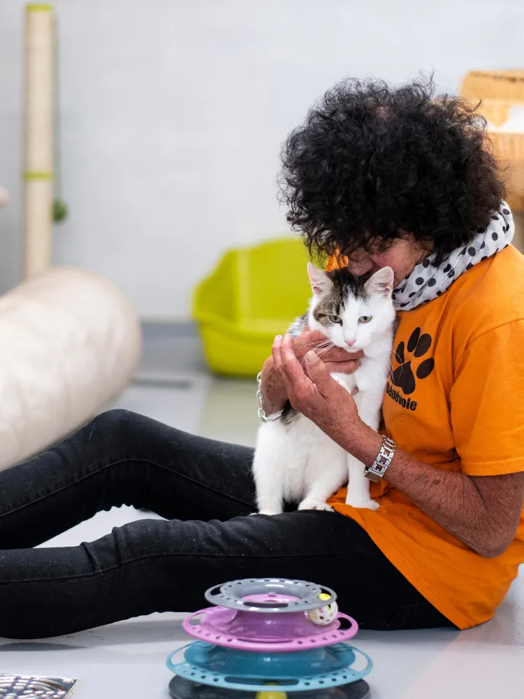 Chats a adopter Sans Collier
