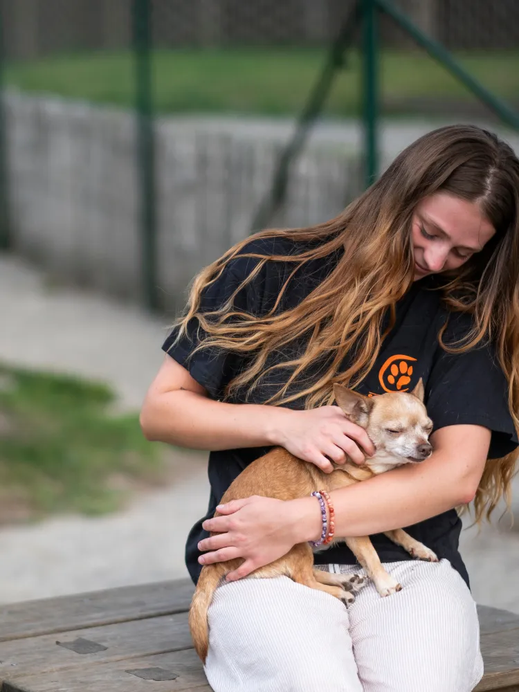 Chiens à adopter