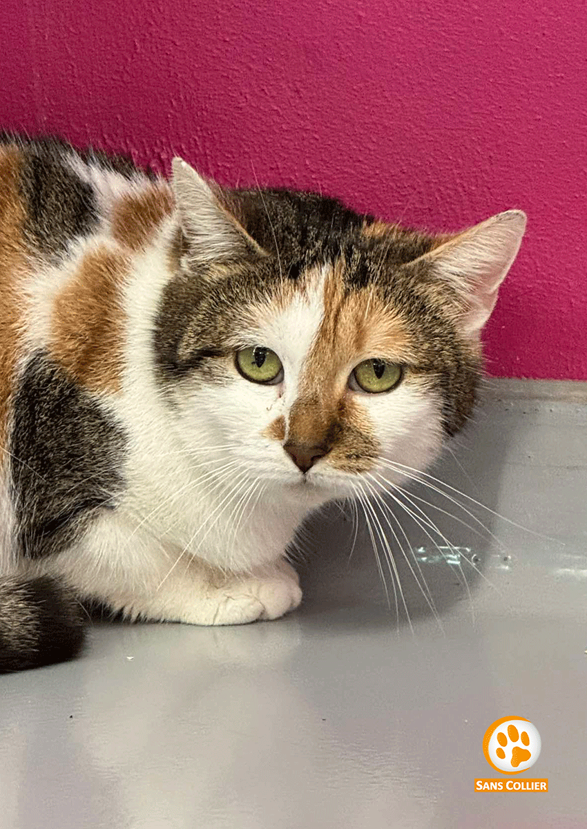 Chipie, chat à l'adoption chez Sans Collier