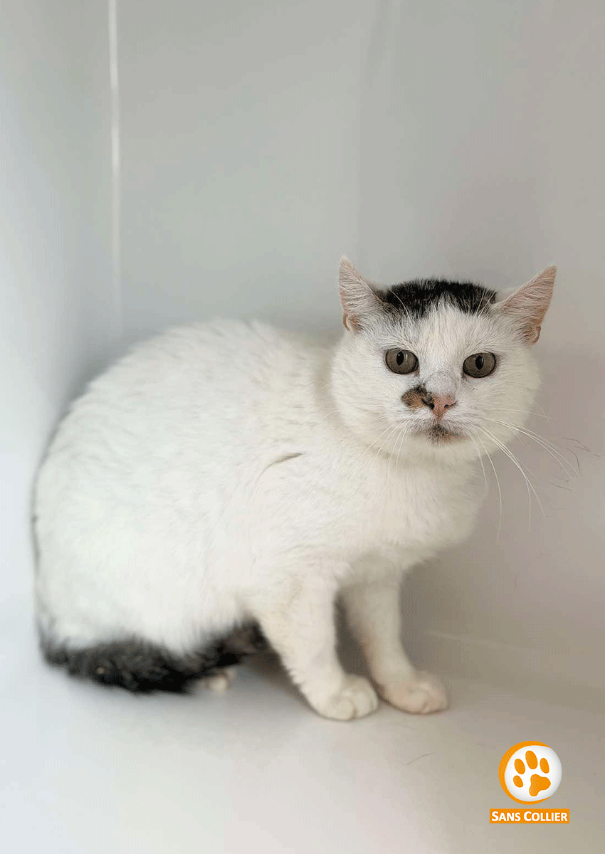Chouffe, chat à l'adoption chez Sans Collier
