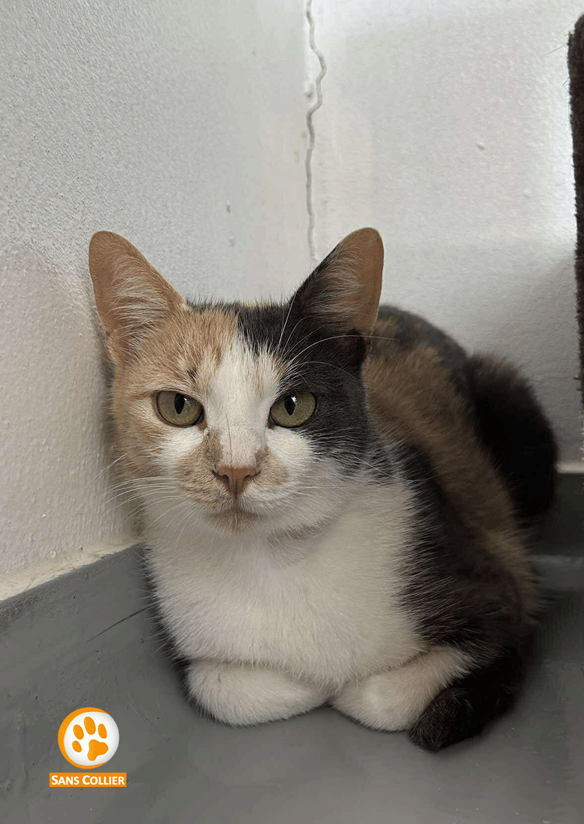 Colombine, chat à l'adoption chez Sans Collier