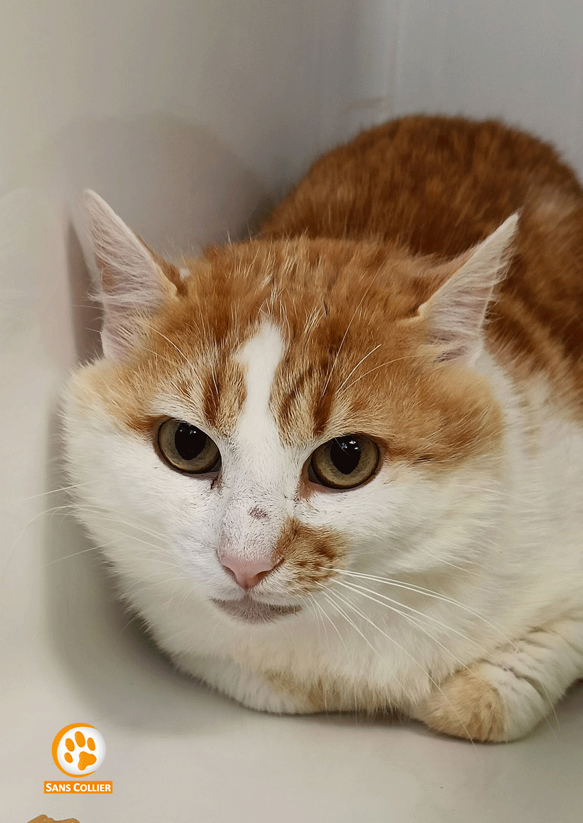 Copain, chat à l'adoption chez Sans Collier