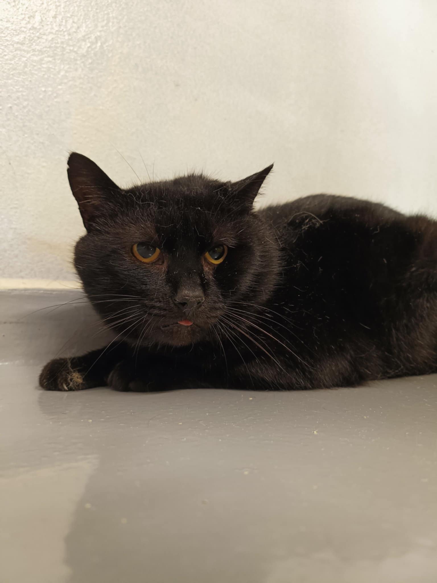 Cosmo, chat à l'adoption chez Sans Collier