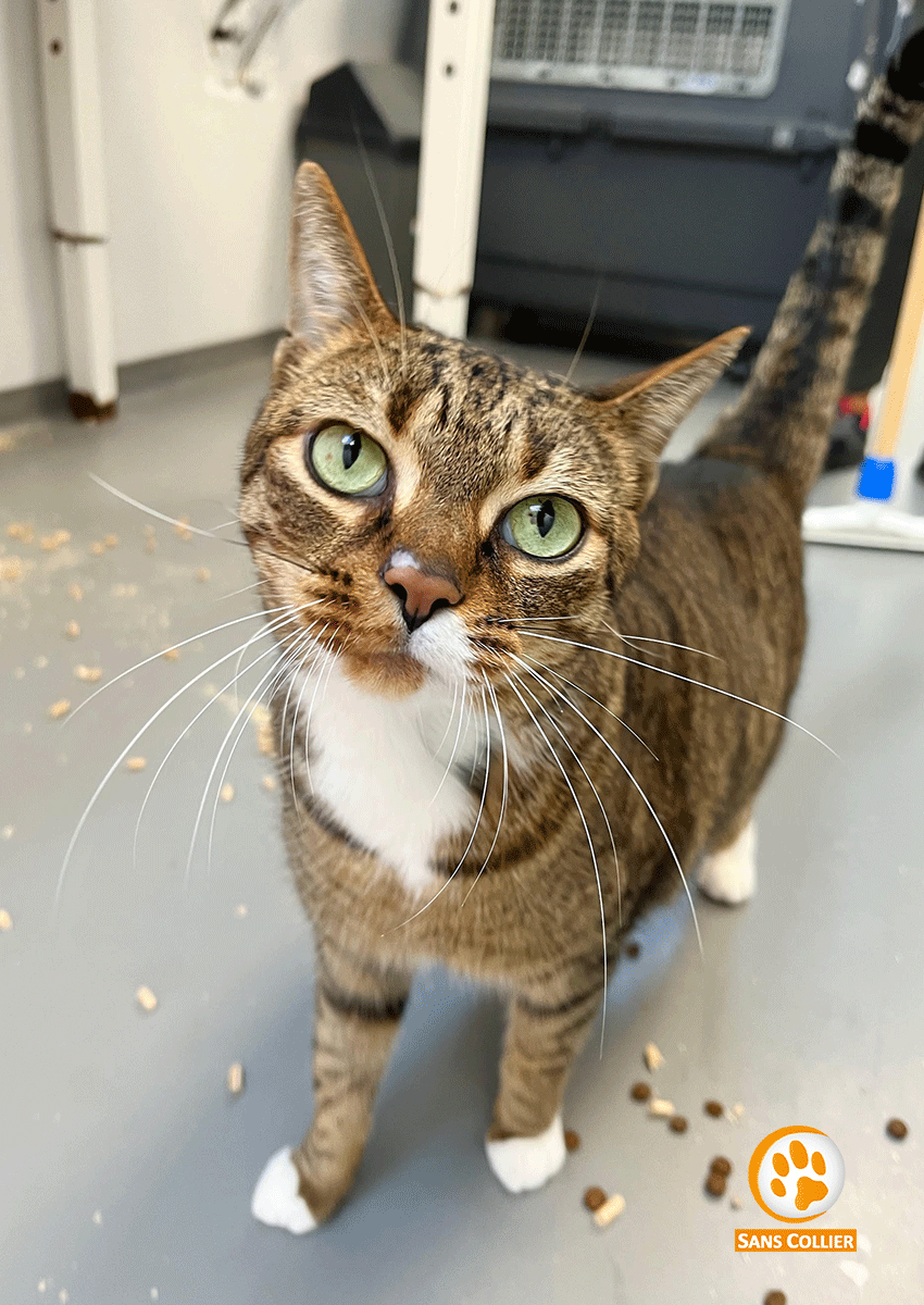 Craquotte, chat à l'adoption chez Sans Collier