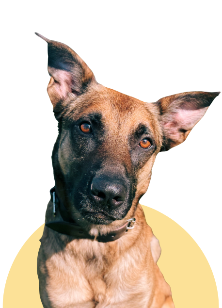Abbu, malinois chez Sans Collier