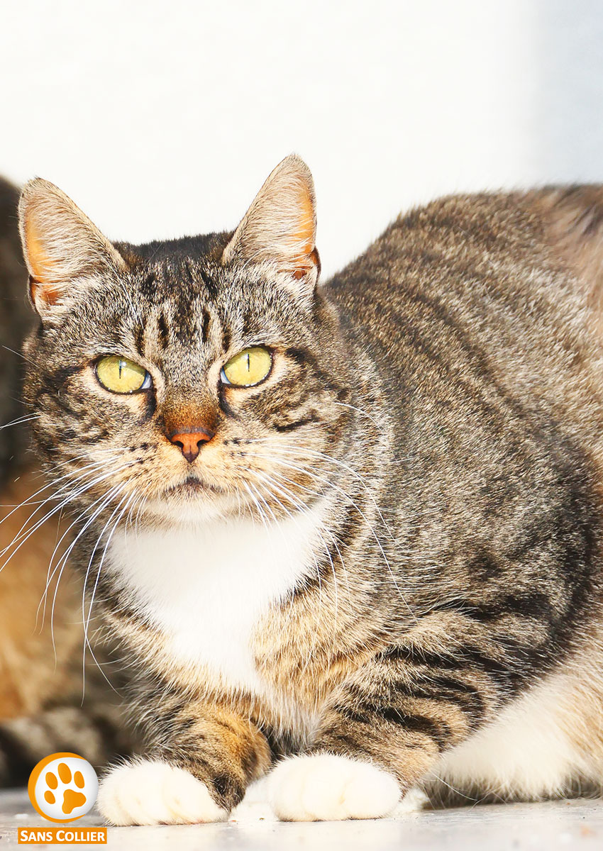 Eliza, chat à l'adoption chez Sans Collier