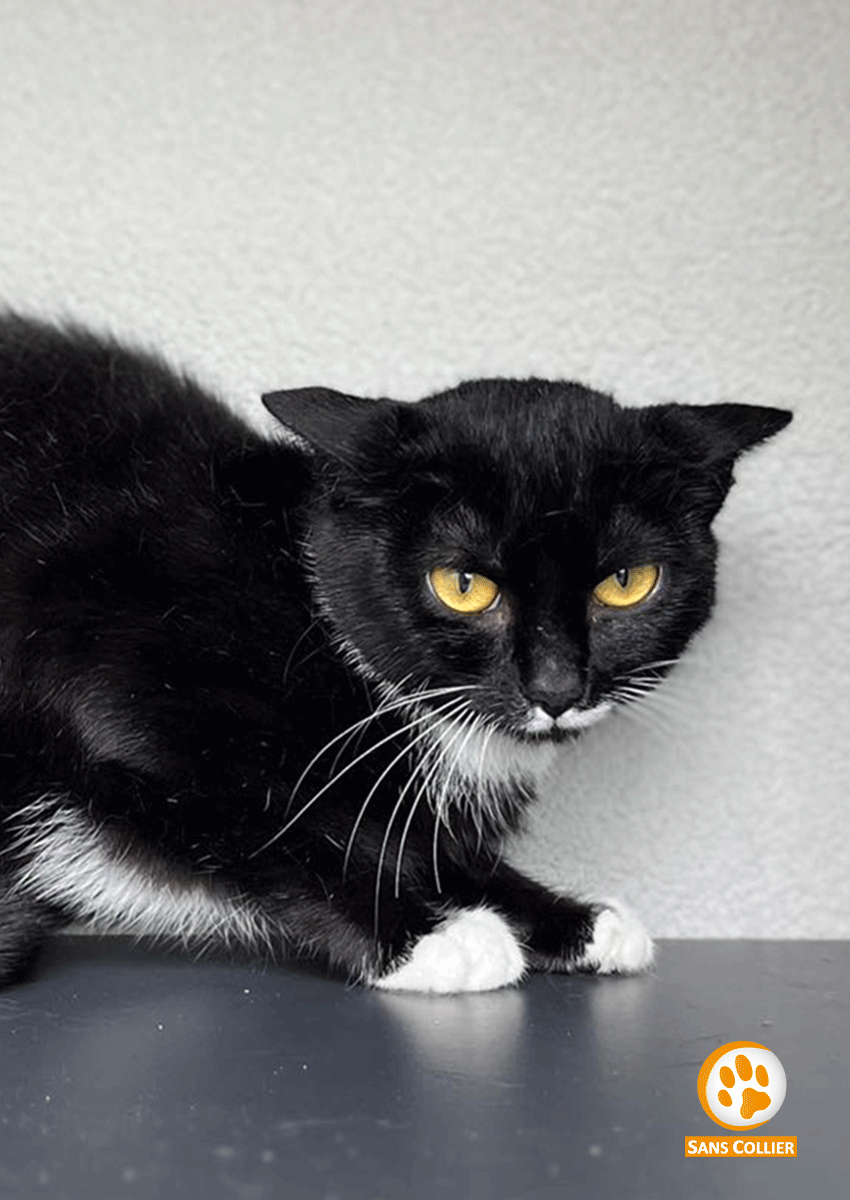 Espoir, chat à l'adoption chez Sans Collier