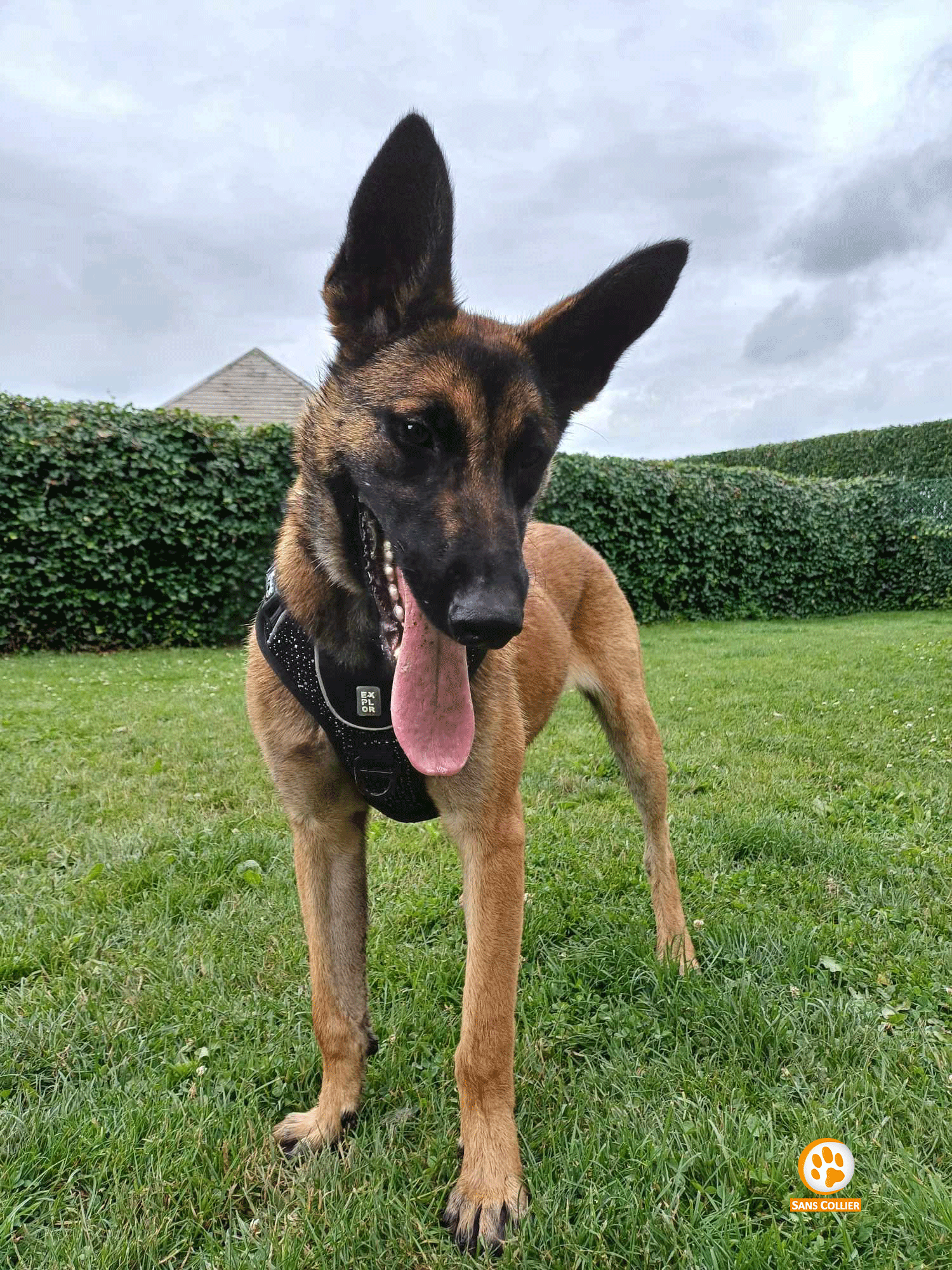 Floriane, chien à l'adoption chez Sans Collier