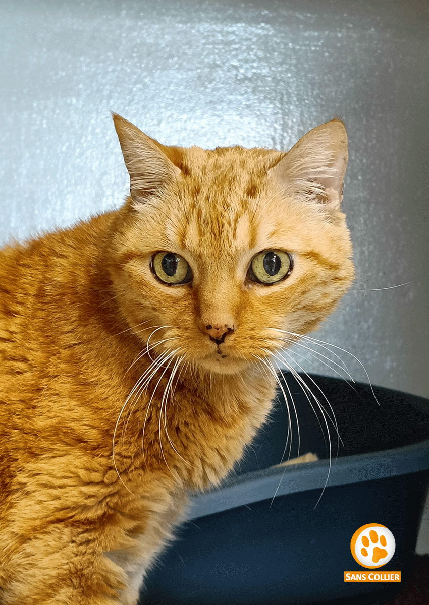 Garfield, chat à l'adoption chez Sans Collier