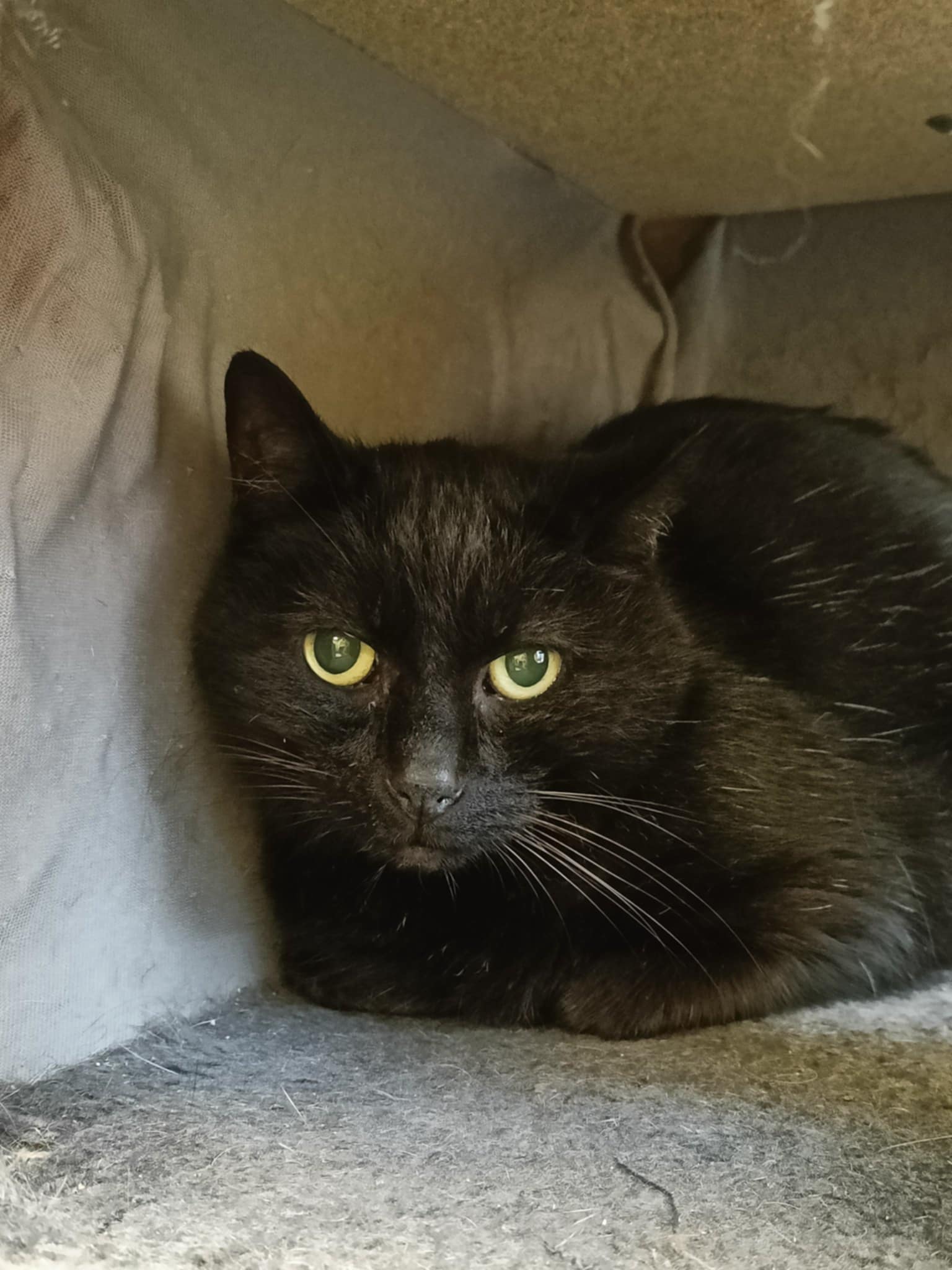 Gribouille, chat à l'adoption chez Sans Collier