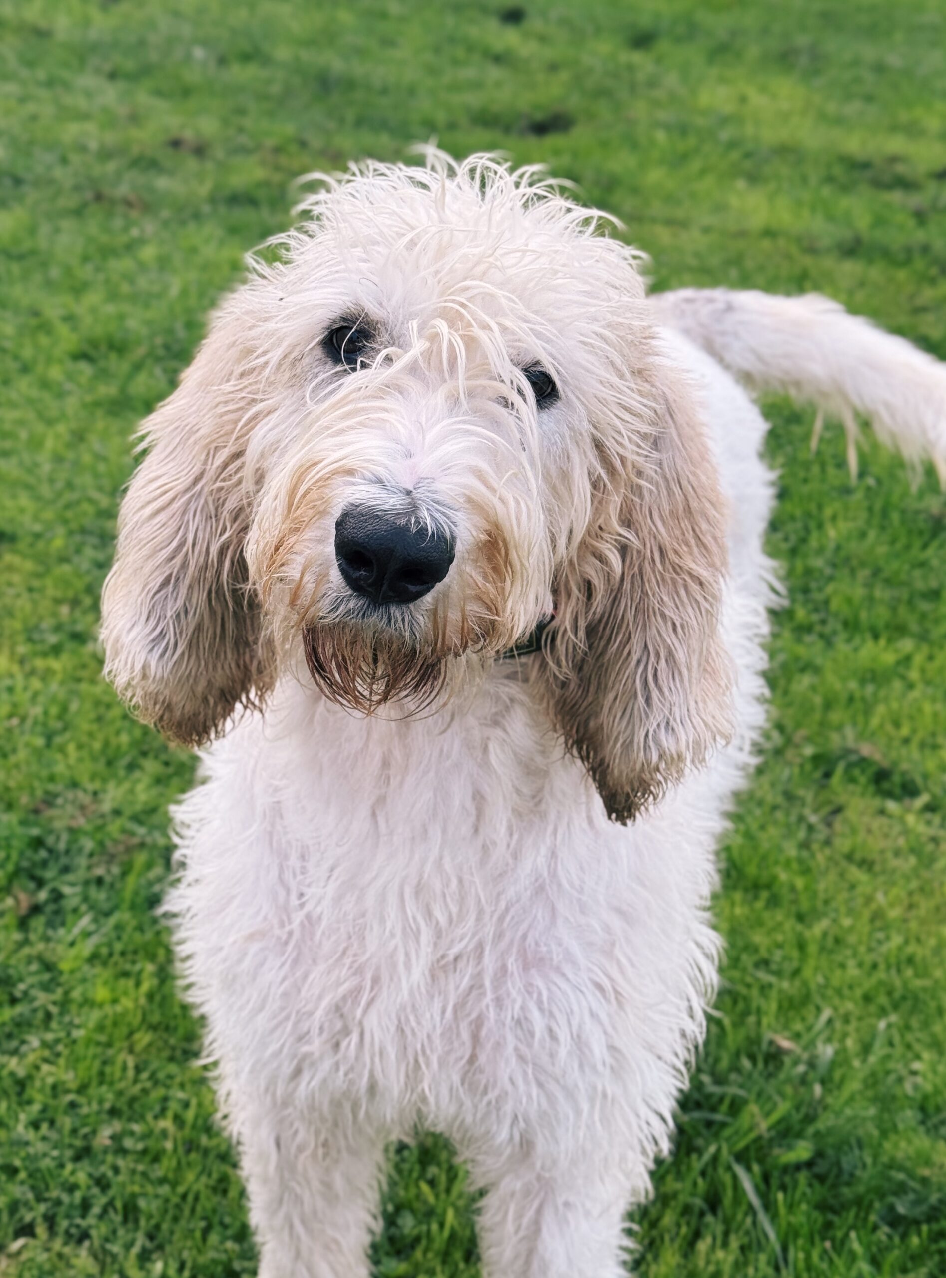 Ragnar, chien à l'adoption chez Sans Collier